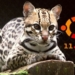 Ubuntu 11.10 Oneiric Ocelot, fecha y novedades