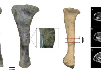 Una tibia de Iguanodon revela cómo sobrevivió a una grave infección