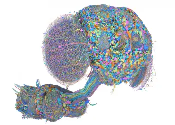 Visualización tridimensional multicolor del cerebro, cordón nervioso y redes neuronales de una mosca de la fruta