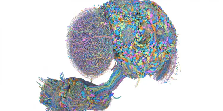 Visualización tridimensional multicolor del cerebro, cordón nervioso y redes neuronales de una mosca de la fruta