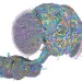 Visualización tridimensional multicolor del cerebro, cordón nervioso y redes neuronales de una mosca de la fruta